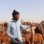 Impacts de la crise sur le commerce du bétail au Mali